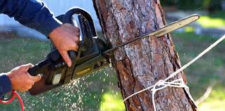  Wiggins, CO Tree Care Pros