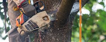 How Our Tree Care Process Works  in  Wiggins, CO