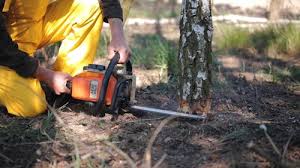 Best Emergency Tree Removal  in Wiggins, CO
