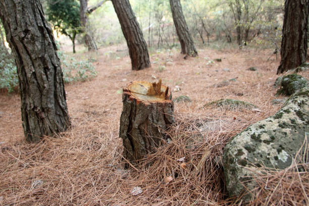 Best Emergency Tree Removal  in Wiggins, CO