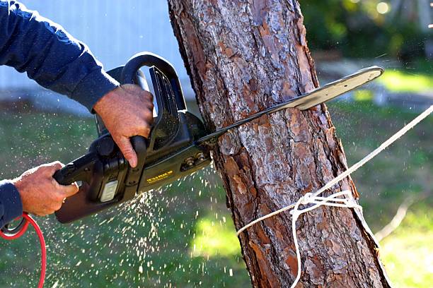 Best Lawn Disease Treatment  in Wiggins, CO