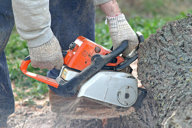 Best Lawn Pest Prevention  in Wiggins, CO