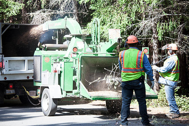Best Tree Maintenance Programs  in Wiggins, CO