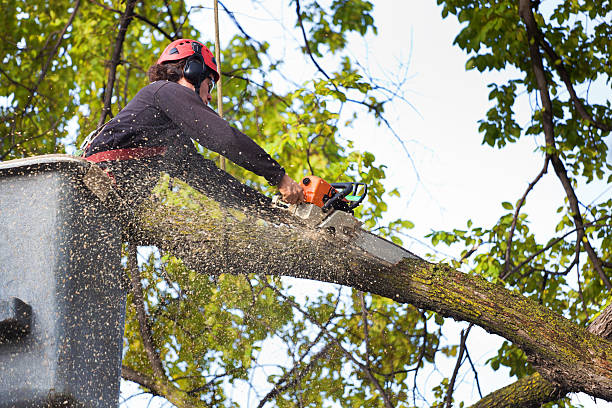 Best Firewood Processing and Delivery  in Wiggins, CO