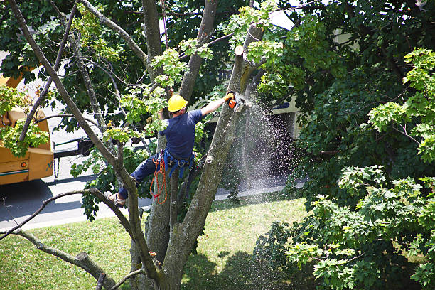 Best Tree Health Inspection  in Wiggins, CO