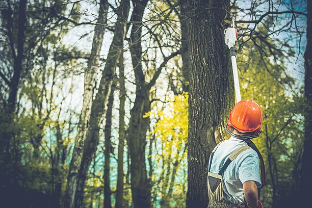 Professional Tree Care in Wiggins, CO
