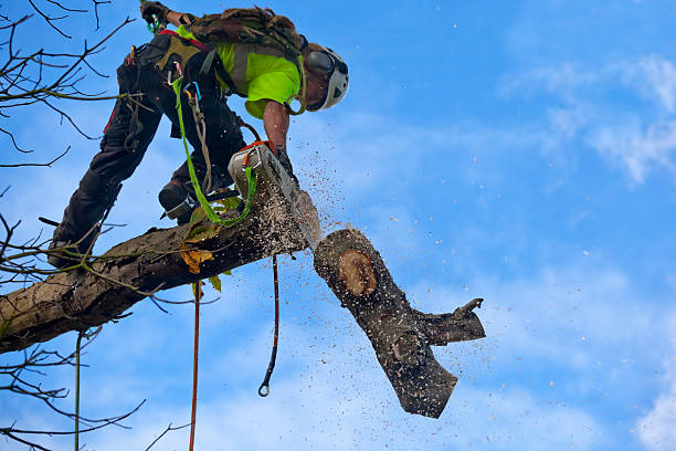 Best Weed Control  in Wiggins, CO