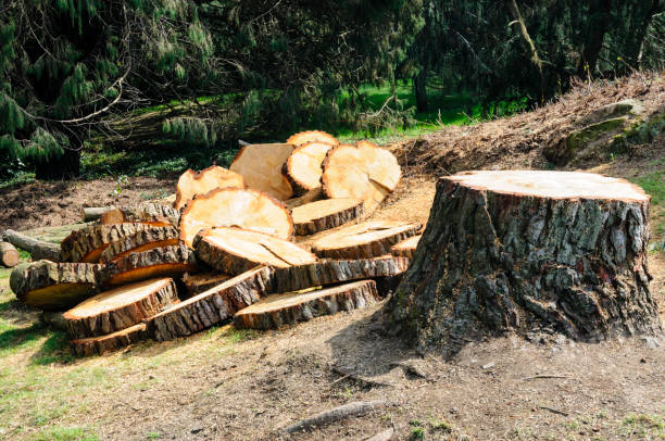 Best Hazardous Tree Removal  in Wiggins, CO